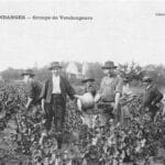 Les vendanges d'autrefois