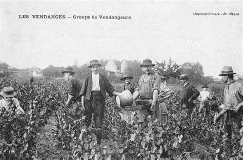 Les vendanges d'autrefois